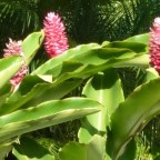 Tropical Landscape Design